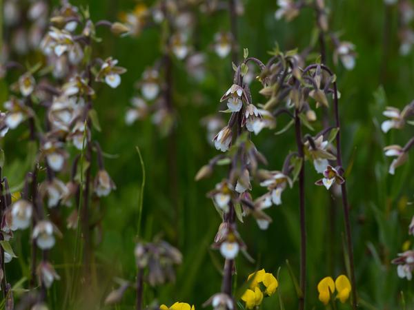 Moeraswespenorchis (Epipactis palustris)